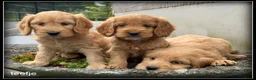Cockapoo honden te koop: Cockapoo pups - Advertentie 4