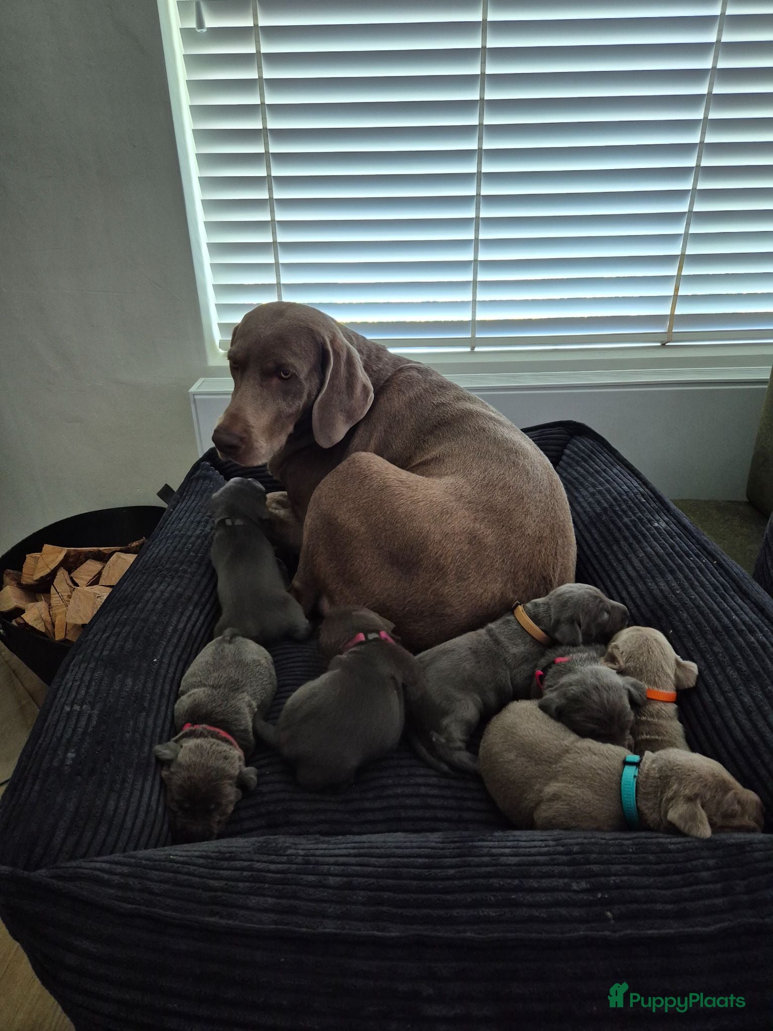 Kruising honden Hele mooie Labmaraner (Labrador x Weimaraner) pups - Advertentie 2