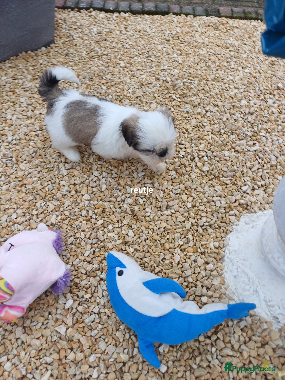 Shih Tzu honden te koop: leuke lieve ras zuiver shih tzu pups - Advertentie 29