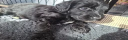Labradoodle honden te koop: Labradoodle pups - Advertentie 11