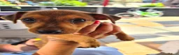 Jack Russel Terriër honden te koop: Nog 2 van de 5 te koop 2 bruine teefjes - Advertentie 3