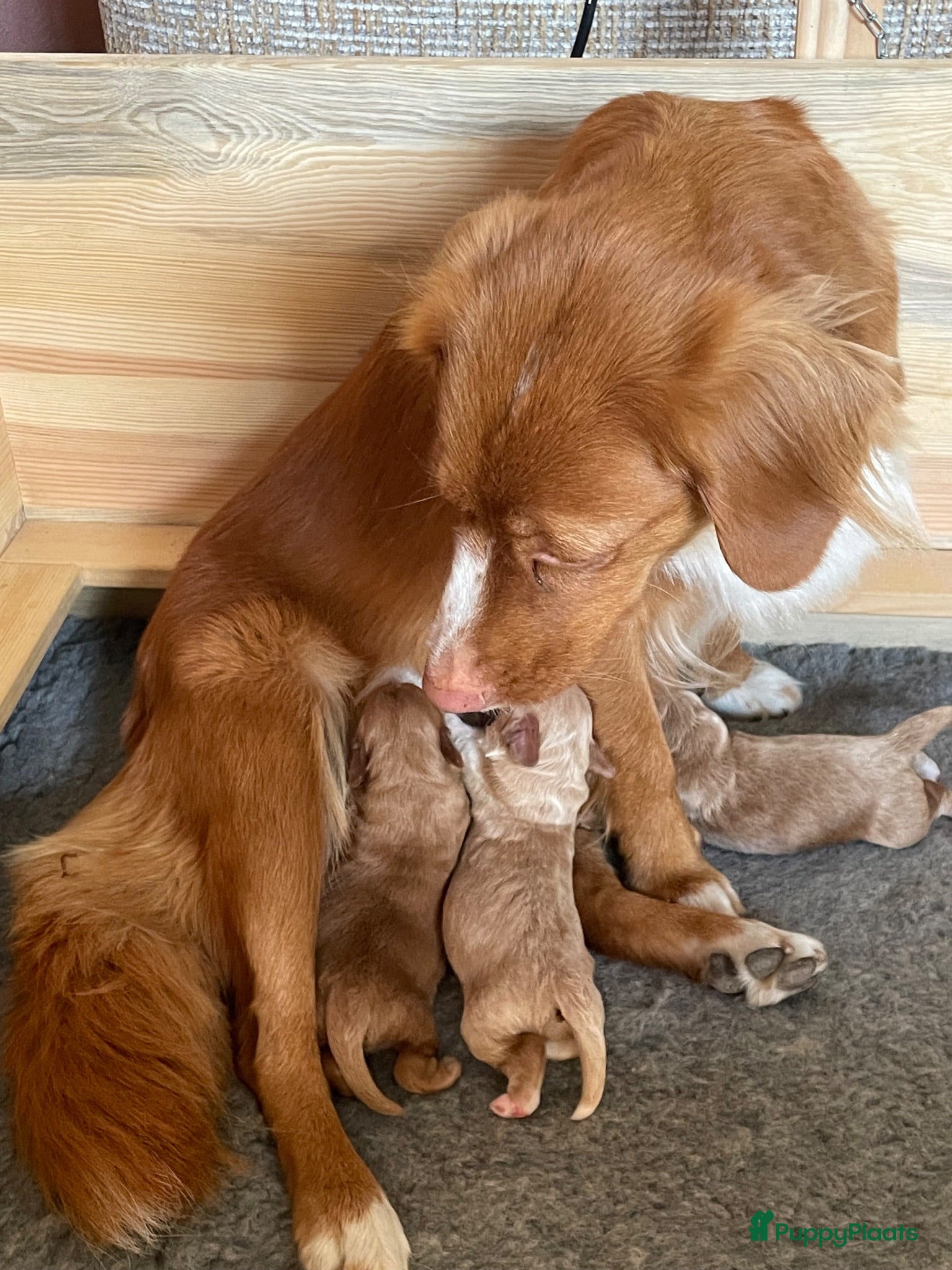 Kruising honden Prachtige Tolling Retriever Labradoodle pups - Advertentie 1