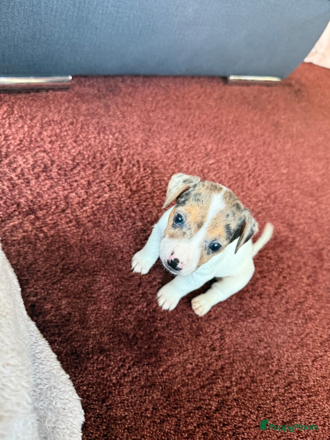 Jack Russel Terriër honden te koop: Jack Russel Pups - Advertentie 18