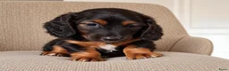 Teckel (langhaar) honden te koop: Prachtige Black en Tan pups - Advertentie 17