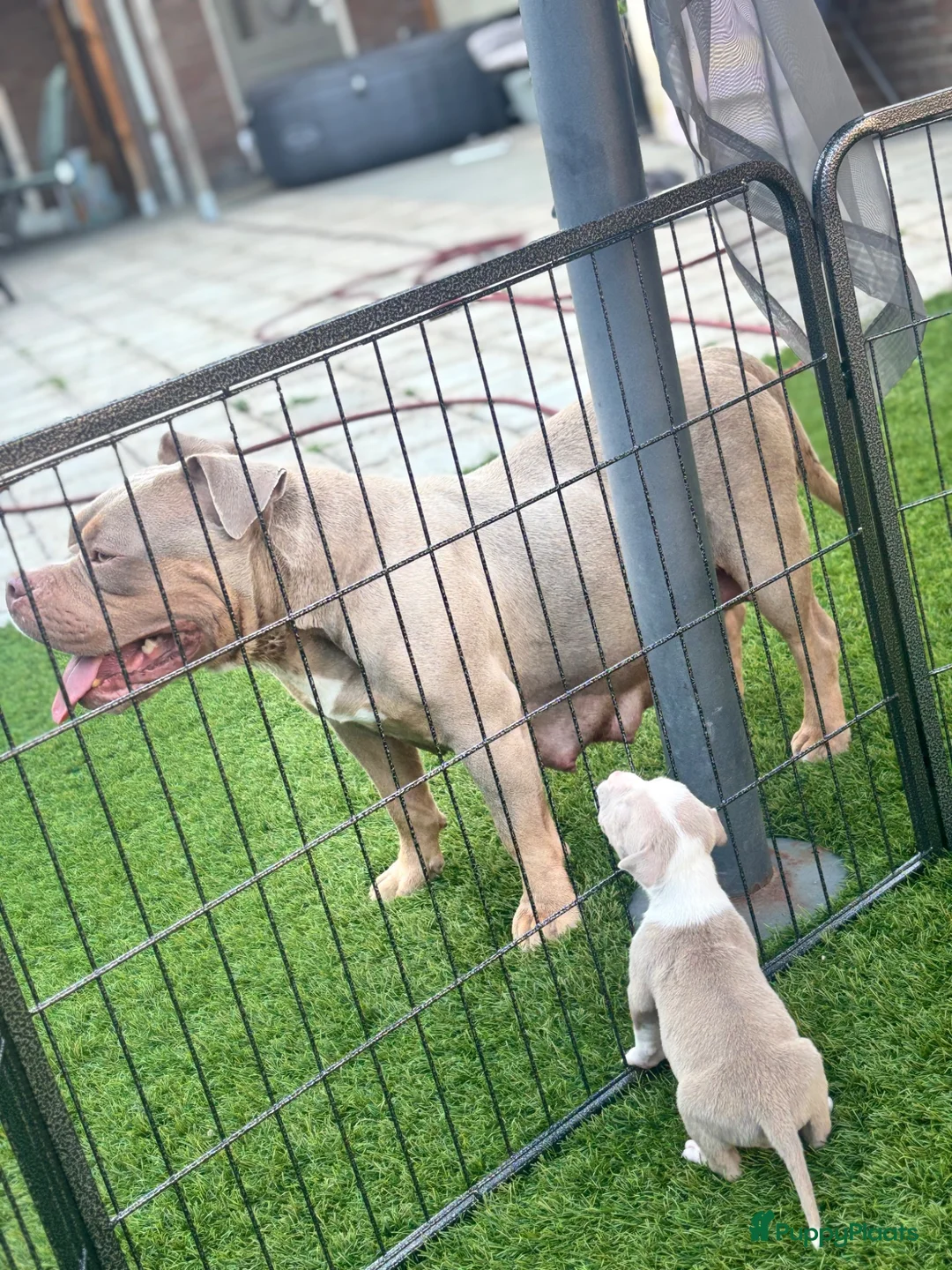Amerikaanse Bully honden te koop: Amerikaanse pocket bully’s , met stamboom - Advertentie 1