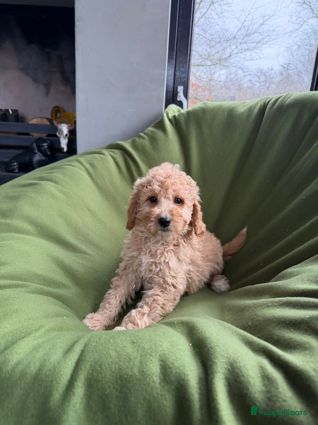 Labradoodle honden te koop: Mini Doodle (Dwergpoedel x Labradoodle) pups - Advertentie 7
