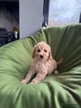 Labradoodle Puppy 7