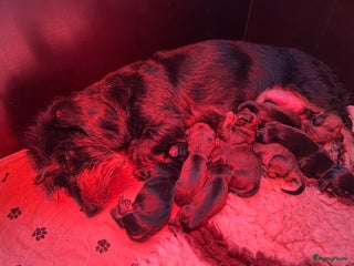 Ruwhaar Teckel honden Ruwhaar dwergteckel pups - Advertentie 2