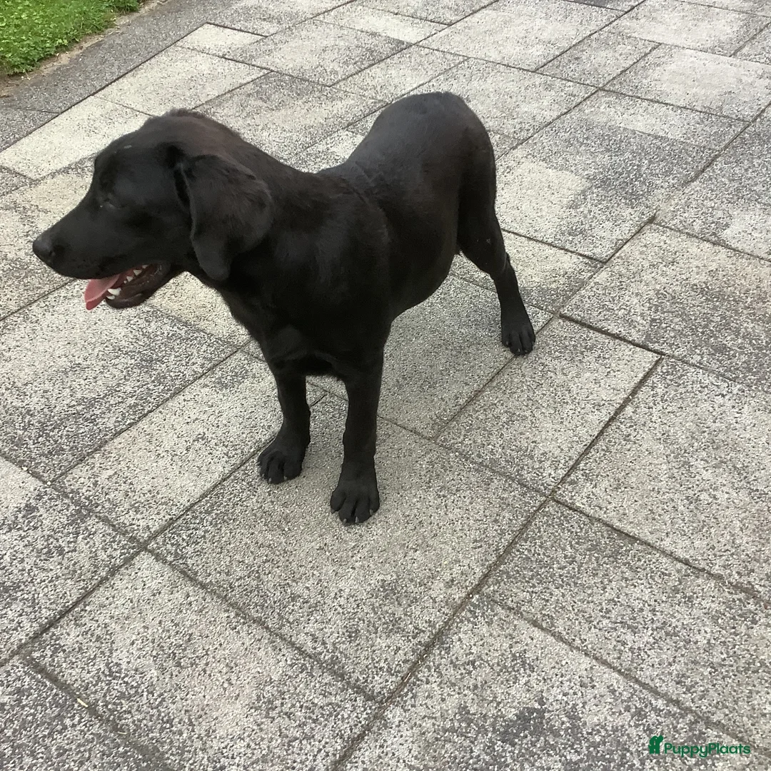 Labrador Retriever honden te koop: Labrador met stamboom - Advertentie 1