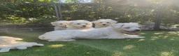 Maltezer honden te koop: Lieve Maltezer Pups 💕 - Advertentie 21