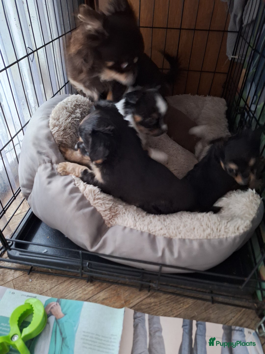 Chihuahua honden te koop: Raszuivere langharige chihuahua pupjes  - Advertentie 1