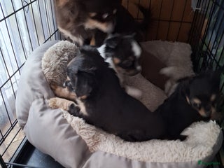 Chihuahua honden Raszuivere langharige chihuahua pupjes - Advertentie 2