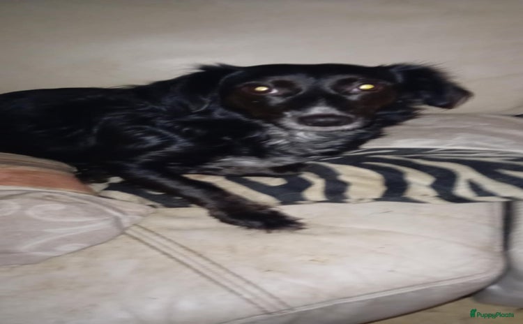 Kruising honden Wendy zoekt baasje - Advertentie 9