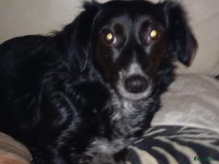 Kruising honden Wendy zoekt baasje - Advertentie 13