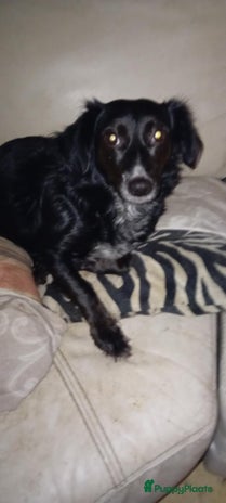 Kruising honden Wendy zoekt baasje - Advertentie 9