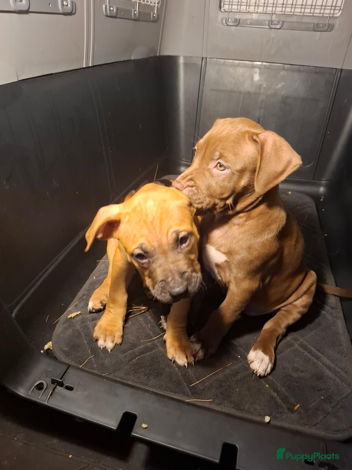 Kruising honden 2 puppers Red Nose Pitbull/American Bully - Advertentie 17