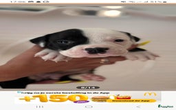 Old English Bulldog honden te koop: Old english bulldog x pocket bully xl  - Afbeelding 8