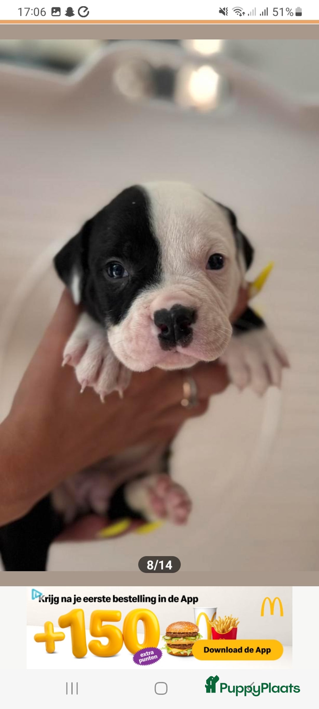 Old English Bulldog honden te koop: Old english bulldog x pocket bully xl  - Afbeelding 8