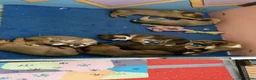 Oostenrijkse Kortharige Pinscher honden te koop: Kortharige Oostenrijkse Pinschers  - Advertentie 3