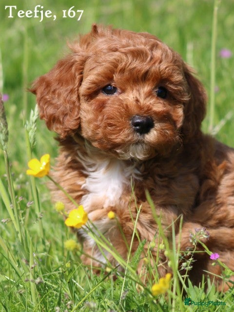 Maltipoo honden Knappe Maltipoo pups - Advertentie 1