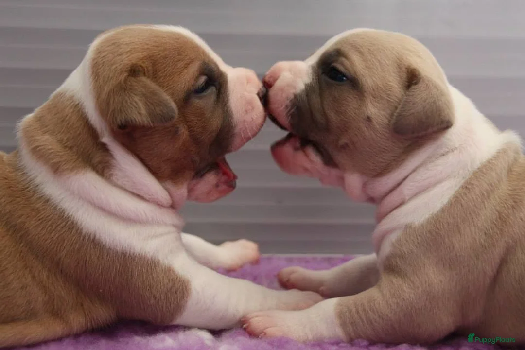 Galerij afbeelding {{count}}