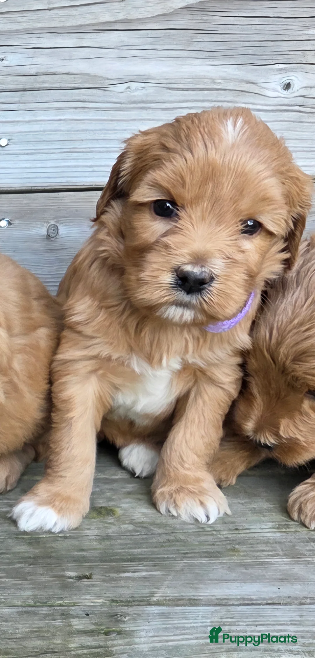 Kruising honden te koop: Labradoodle x Goldendoodle pups - Advertentie 6