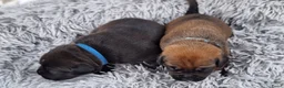 Kruising honden te koop: Unieke leuke kruising boxador x boxer pups - Advertentie 6