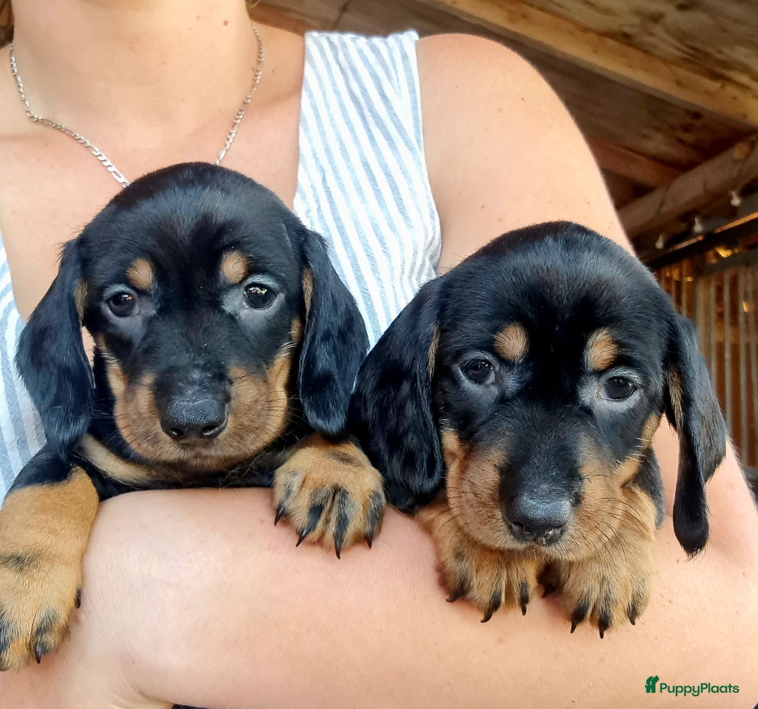 Ruwhaar Teckel honden te koop: Standaard ruwhaar teckel  - Afbeelding 24