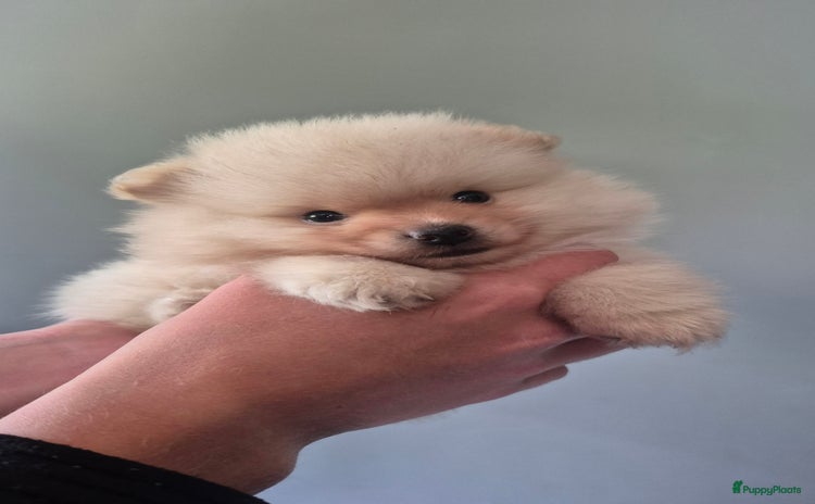 Pomeriaan honden - Advertentie 1