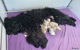 Barbet honden te koop: Prachtige barbet puppy's in Den Ham - Afbeelding 4
