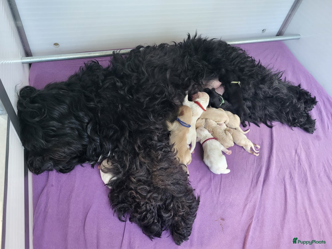 Barbet honden te koop: Prachtige barbet puppy's in Den Ham - Afbeelding 4