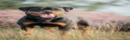 Rottweiler honden te koop: Rottweiler teefjes uit liefdevol nest zoeken - Advertentie 2