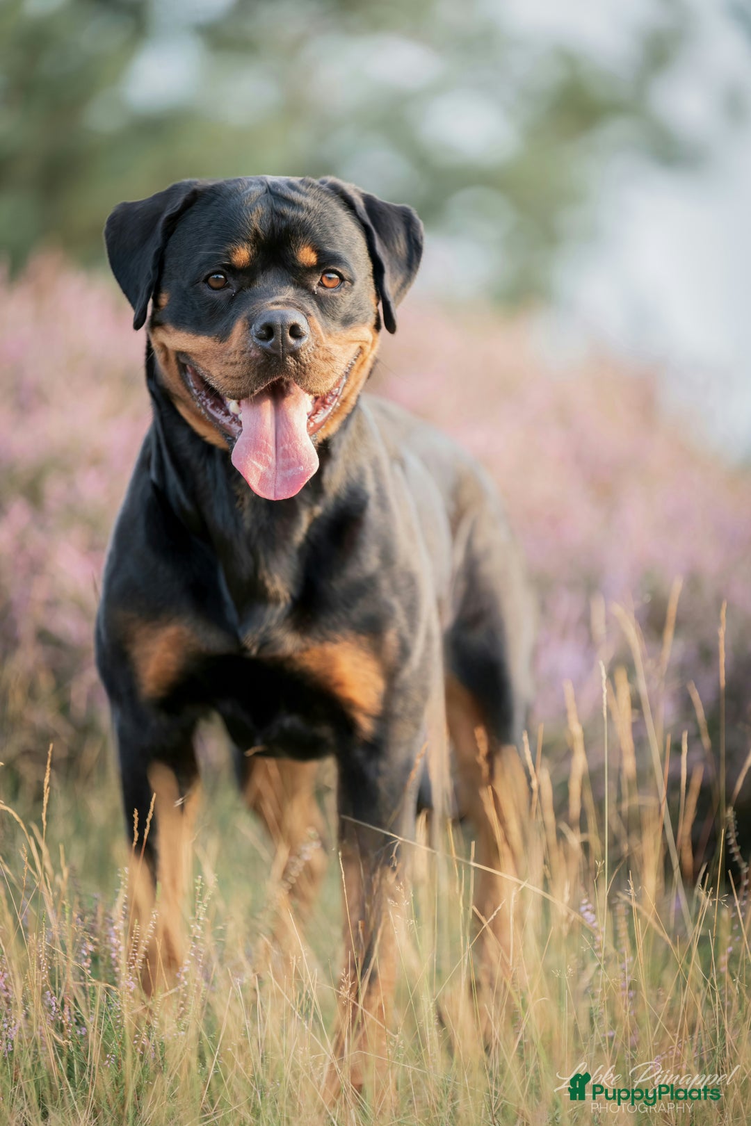 Rottweiler honden te koop: Rottweiler teefjes uit liefdevol nest zoeken - Advertentie 2
