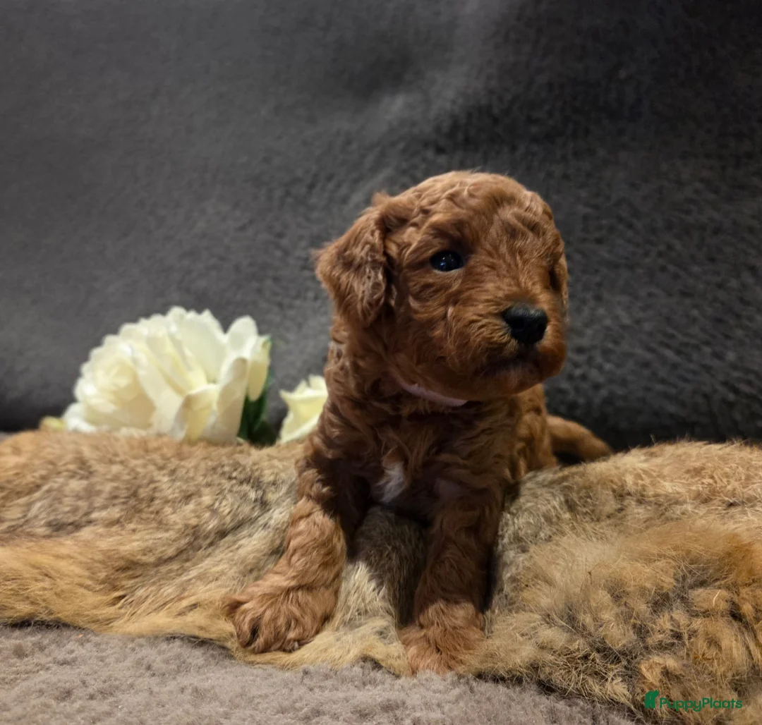 Poedel Toy honden te koop: Toypoedel - Advertentie 2