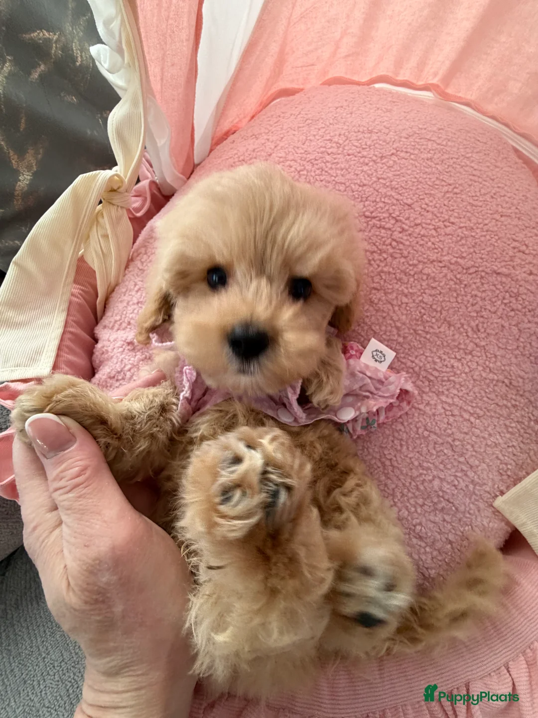 Maltipoo honden te koop: Mini Maltipoo pups , moeder aanwezig, NL nestje - Advertentie 4