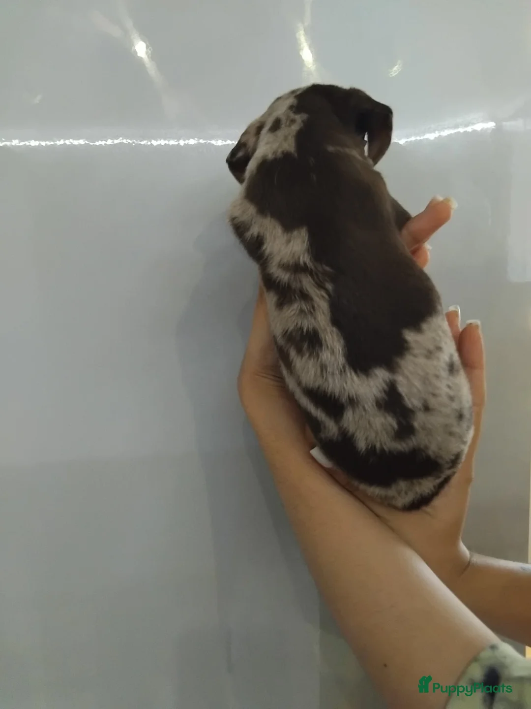 Dwergteckel honden te koop: Dwerg teckel harlequins. - Advertentie 7