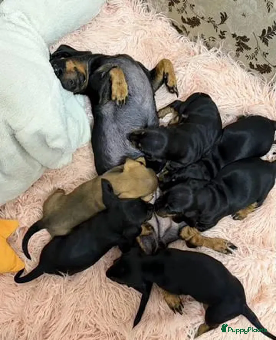 Teckel (korthaar)  honden te koop: Teckel - Advertentie 3