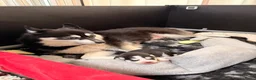 Pomsky honden te koop: Pomsky puppy’s  - Advertentie 7