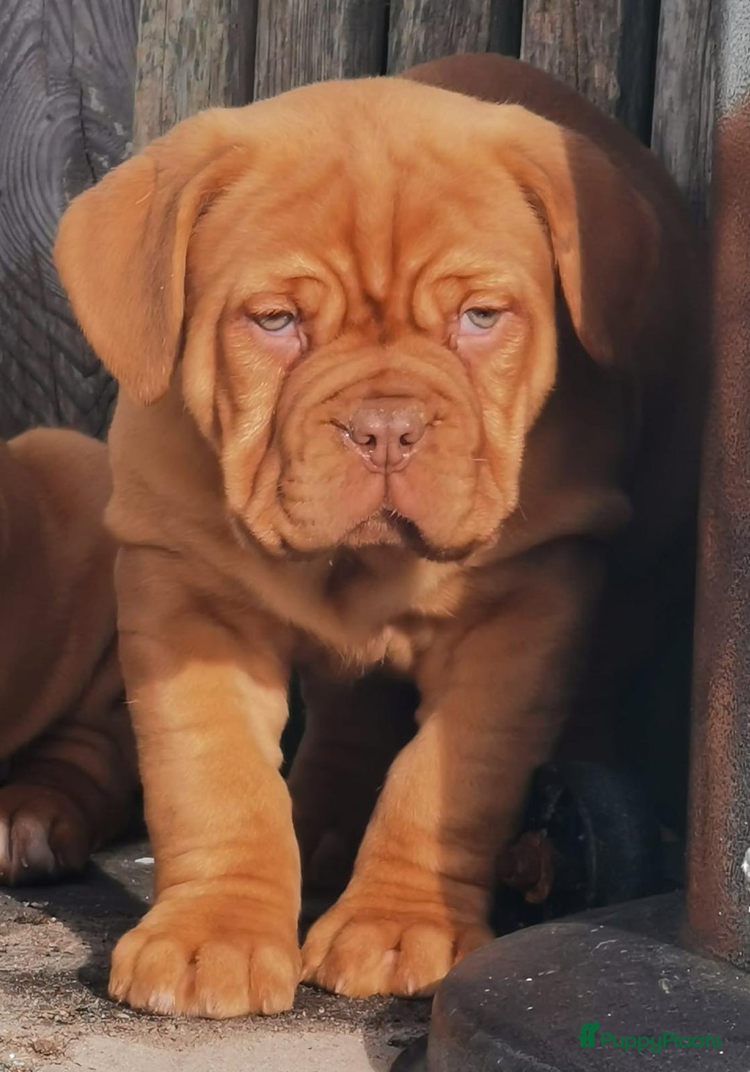 Bordeaux Dog honden te koop: Bordeaux dog Bordeauxdog pups  - Advertentie 9