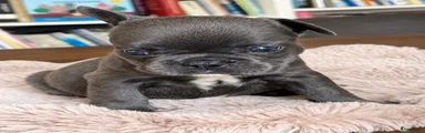 Teefje is beschikbaar 