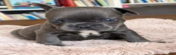 Franse Bulldog honden te koop: Franse Bulldog pups Lionheart Bloodline  - Advertentie 10