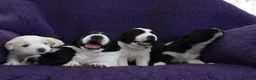 Kruising honden te koop: Gouden huis gezocht - Advertentie 15
