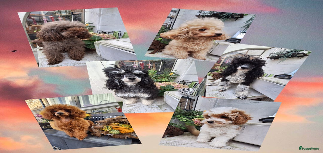 Galerij afbeelding {{count}}