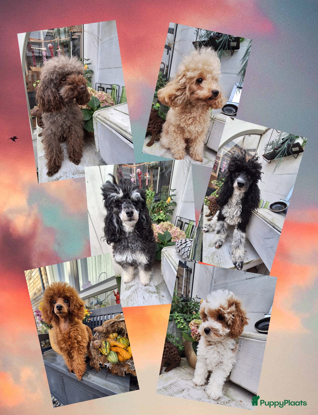 Galerij afbeelding {{count}}