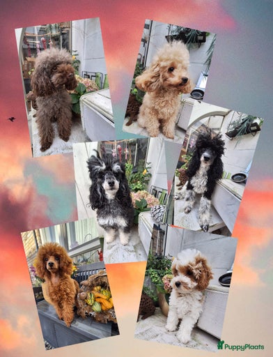 Galerij afbeelding {{count}}