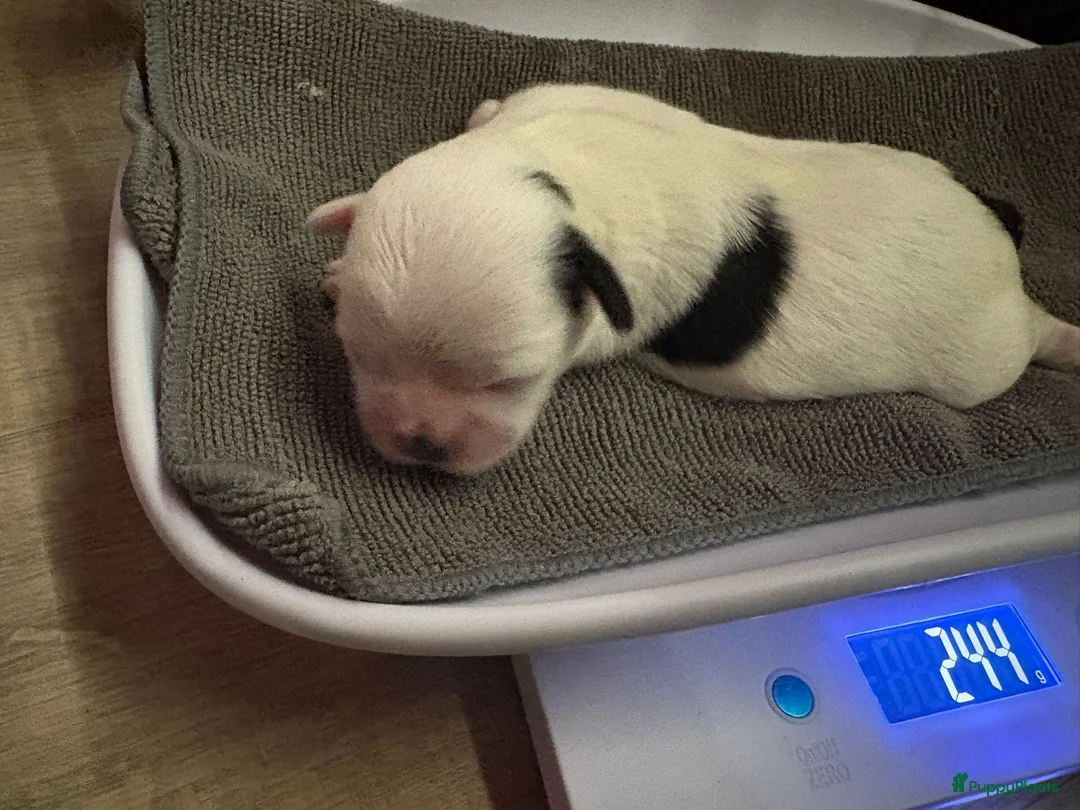 Kruising honden te koop: Mooie shitzuboomer - Advertentie 22