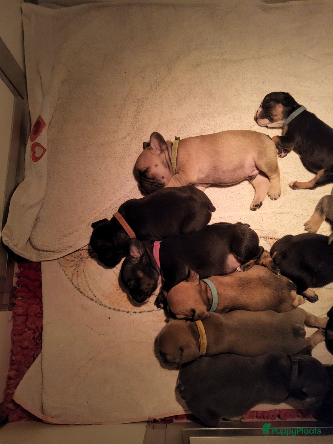 Franse Bulldog honden te koop: Fr bulldog puppy's uit geteste ouders - Advertentie 30