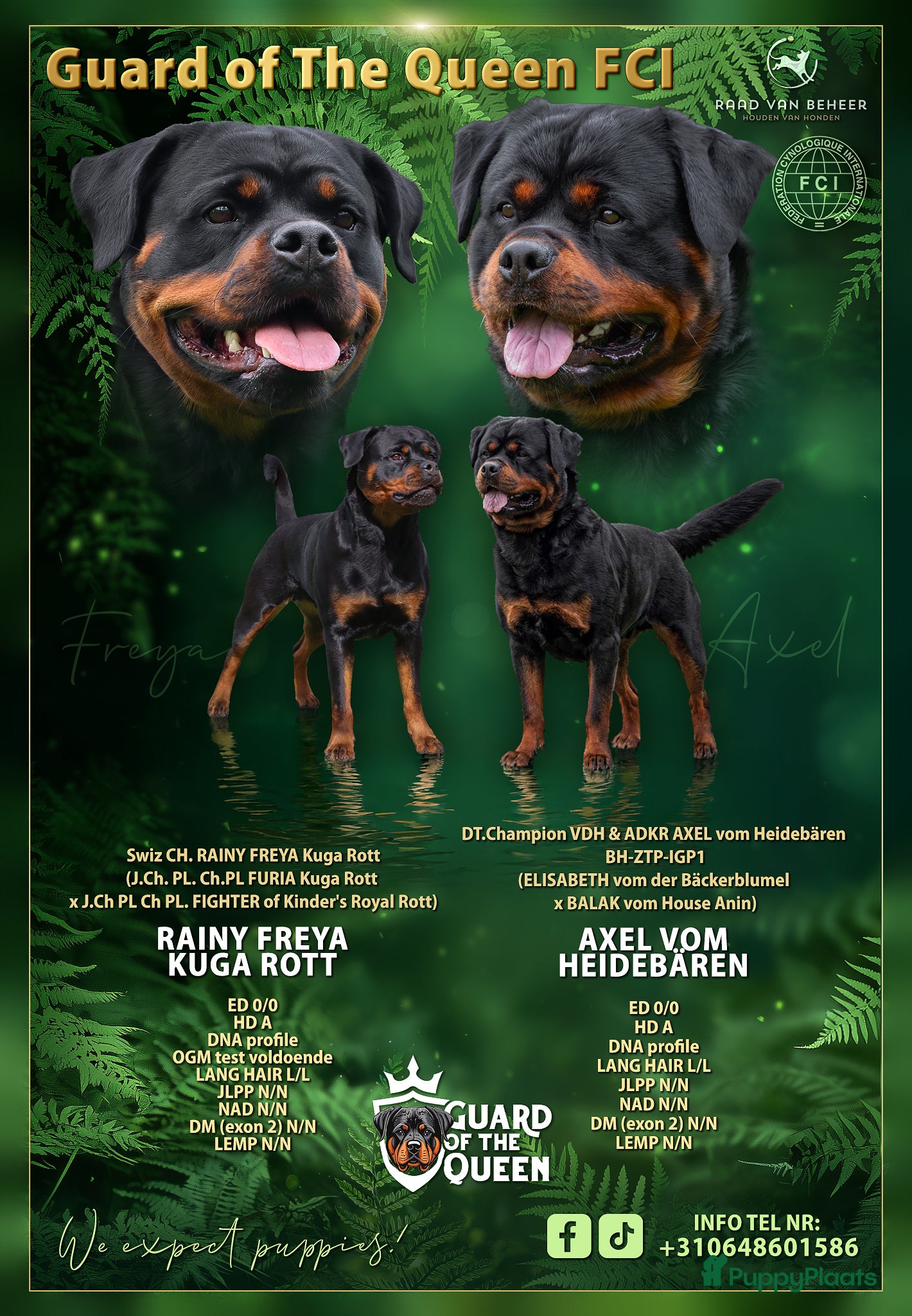 Rottweiler honden Puppys expect 04.05.26 - Advertentie 1