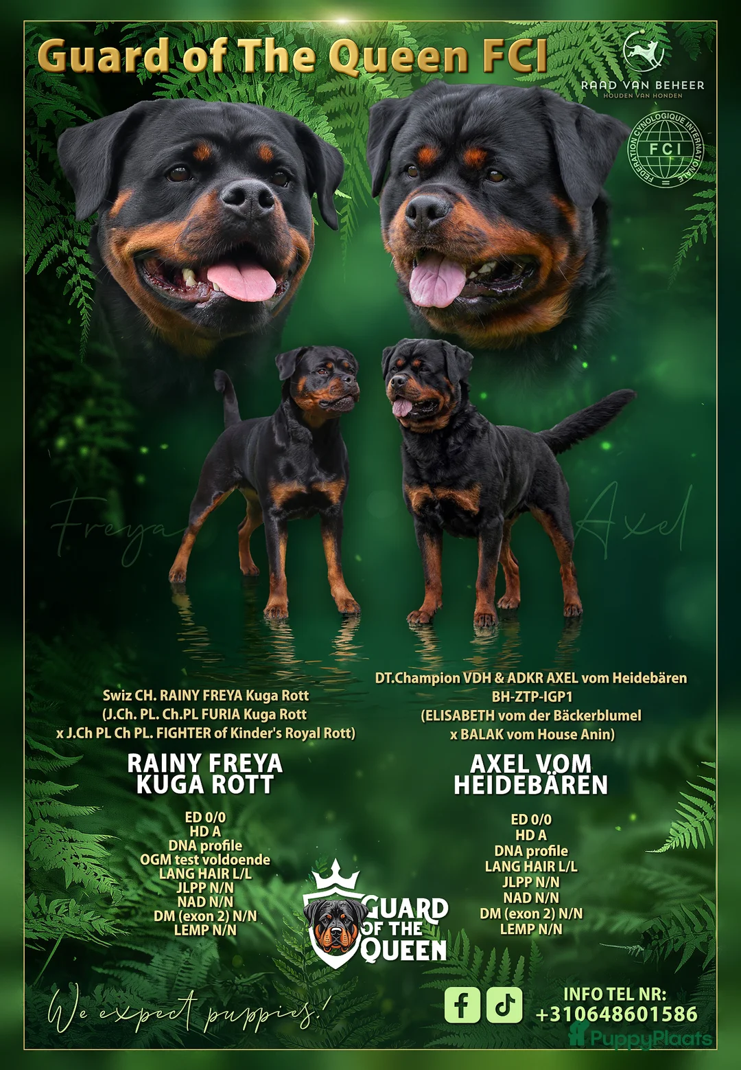 Rottweiler honden te koop: Puppys expect 04.05.26 - Advertentie 1