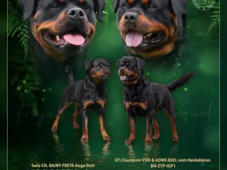 Rottweiler honden Puppys expect 04.05.26 - Advertentie 16